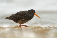 Ustricnik promenlivy - Haematopus unicolor - Variable oystercatcher - torea 2137